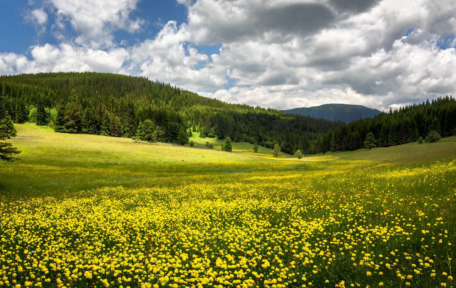 The meadows above town